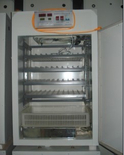 供應宣城市全自動孵化機，寧國市孵化機，廣德縣育雛箱