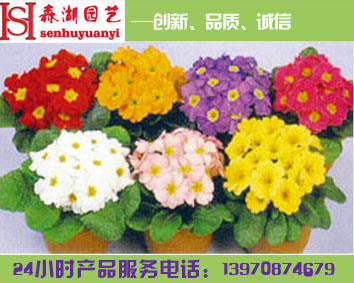 贛州大型會(huì)展花卉布置，節(jié)日花卉批發(fā)銷(xiāo)售，南昌花卉批發(fā)