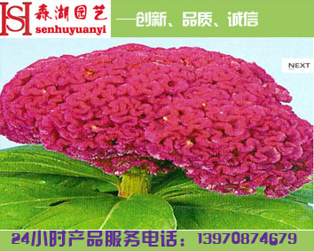 江西家庭盆栽花卉，室內(nèi)花卉圖片名稱，花卉品種