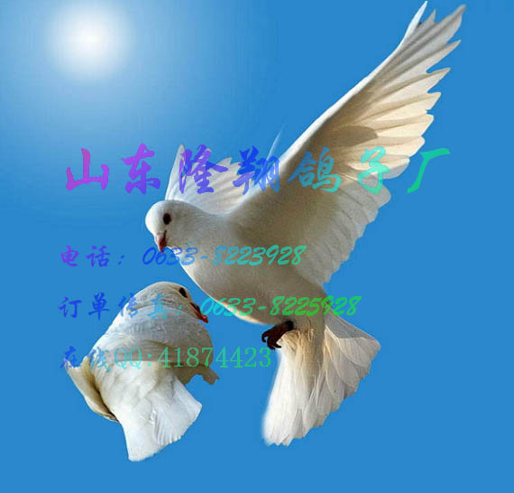 養(yǎng)殖，種鴿培育，優(yōu)質(zhì)的種鴿，種鴿廠，種鴿知識，養(yǎng)殖業(yè)，鴿子圖片