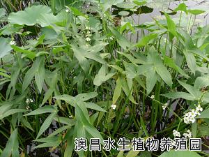 定義：能生長在水中的植物，統稱為水生植物。