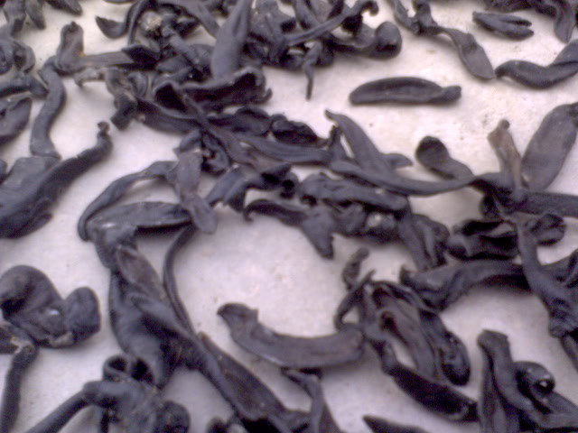 水蛭供應(yīng) 水蛭養(yǎng)殖技術(shù) 水蛭種苗 水蛭銷售   