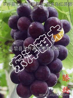 【優質葡萄苗】【無核葡萄苗 |果樹苗】