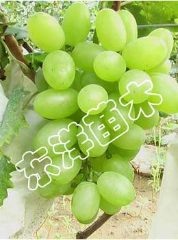 【葡萄苗】【綠化苗| 葡萄苗基地】優質葡萄苗