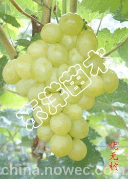 【大粒葡萄苗】【葡萄苗新品種】【 紅提葡萄苗】