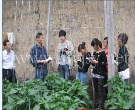 供應蔬菜種子 種苗（圖），蔬菜種子 種苗優質新品種-壽光大宇舜龍農資商城