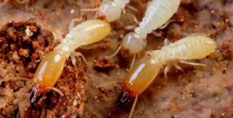 佛山大象有害生物順德白蟻的防治 佛山白蟻防治中心 高明白蟻防治公司 廣東