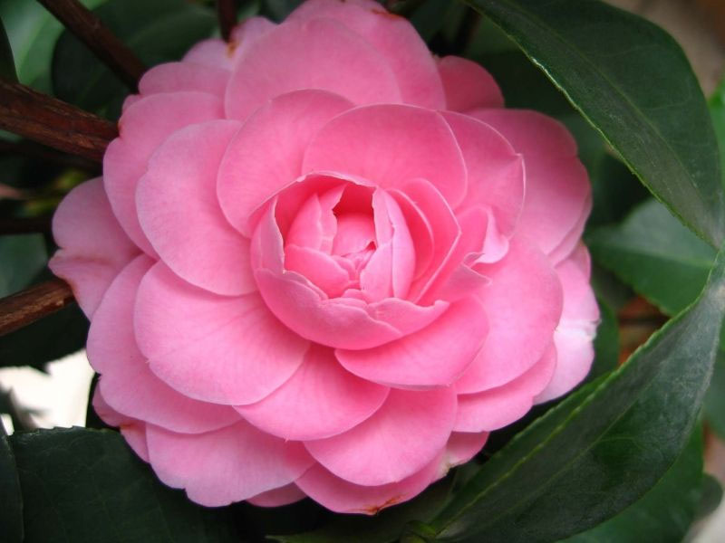 桂花樹苗價格,沉香樹苗價格,黃花梨樹苗價