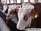  中國肉牛市場 肉牛品種 肉牛養殖前景