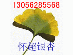 銀杏樹價(jià)格，山東銀杏樹價(jià)格，{zx1}銀杏樹價(jià)格