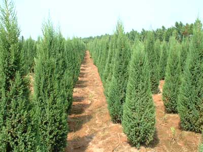河南檜，河南河南檜，鄢陵河南檜，河南檜價格原始圖片3