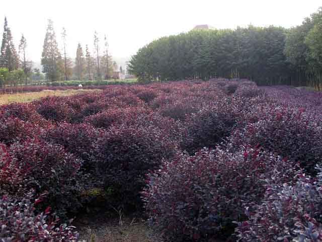 批發湖南香樟樹|湖南香樟價格|湖南移栽香樟|湖南大香樟