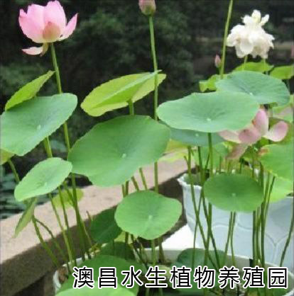 {zx1}荷花種植技術(shù)，荷花種植管理，白洋淀荷花種植園