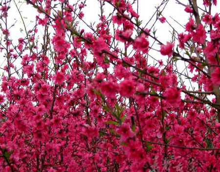 河北供應(yīng)紅葉碧桃_2011下半年紅葉碧桃價格行情大田苗圃場