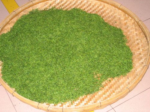 春茶種植，日照春茶栽培，嵐山春茶生產(chǎn)，日照春茶商品大全