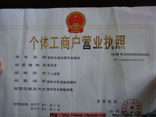 哪里有銀杏樹，哪里購買銀杏樹，哪里銀杏樹最多