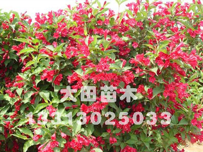 河北供應(yīng)紅王子錦帶2012{zx1}報(bào)價(jià)價(jià)格_培育_出售小苗大田苗圃場(chǎng)