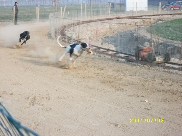  河南格力犬,格力犬有活,格力犬夜獵常年供應(yīng)孔雀