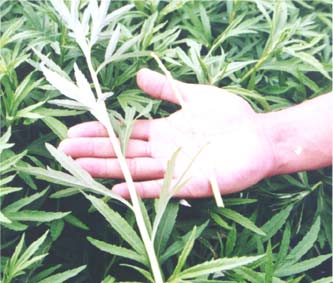 白玉蝸牛，白玉蝸牛的食用方法