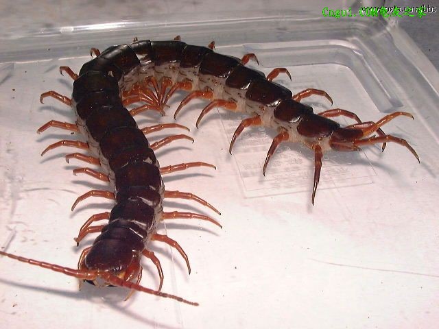 蜈蚣養殖技術 蜈蚣養殖基地 蜈蚣種苗 蜈蚣價格
