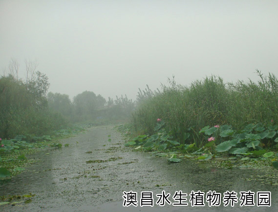 白洋淀精品蘆葦種植，蘆葦種子訂購，蘆葦種植管理園