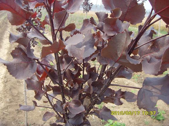 供應(yīng)植物克隆技術(shù)，綠化工程苗，{gx}快繁克隆技術(shù)
