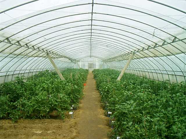 智能溫室價格|智能溫室使用|壽光智能溫室|山東智能溫室大棚