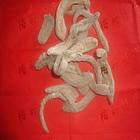 天麻種苗 天麻種植環(huán)境 人工種植天麻              