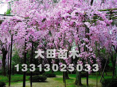 河北供應(yīng)常春藤|(zhì)常春藤帶育苗法|價格常春藤|(zhì)廠家 大田苗圃場
