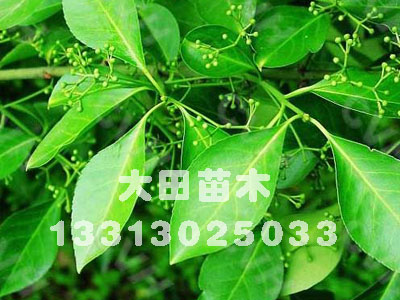 河北供應美國凌霄|預測2012年美國凌霄價格|出售信息大田苗圃場