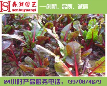 江西花卉種子，南昌室內(nèi)花卉租擺，花卉出租，綠植花卉