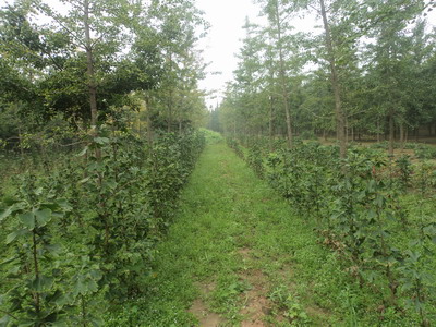 邳州銀杏嫁接樹，邳州銀杏實(shí)生樹，邳州銀杏樹價(jià)格