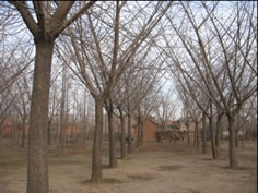 邳州銀杏樹價格，2011年銀杏價格，邳州銀杏樹
