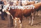 供應(yīng)南陽(yáng)牛 南陽(yáng)牛養(yǎng)殖場(chǎng)