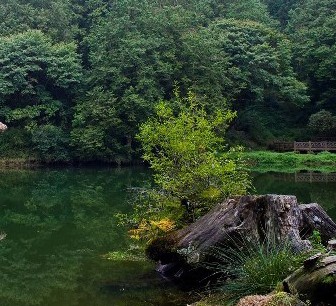 云南昭通嵩山產(chǎn)業(yè)tg普洱茶五折優(yōu)惠faka 健齒護齒 護胃養(yǎng)胃