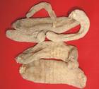 蝎子種苗 蝎子供應(yīng) 蝎子品種 蝎子養(yǎng)殖 