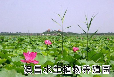 經(jīng)營(yíng)荷花種植種苗，標(biāo)準(zhǔn)荷花種植種苗，荷花種植園