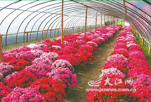 復(fù)合材料大棚 生產(chǎn)蔬菜大棚 四川蔬菜大棚骨架