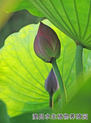 {zx1}白洋淀水生花卉/荷花種植技術(shù)/水生植物品種