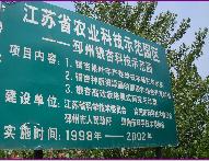 徐州聚源銀杏小苗，江蘇聚源銀杏價格，邳州聚源銀杏中心