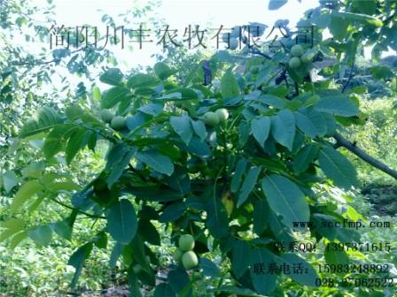 不想買假核桃苗—就到簡陽川豐農(nóng)牧有限公司