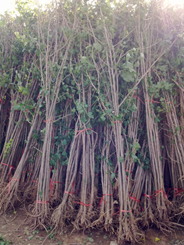 銀杏樹苗{zy}銀杏樹苗基地銀杏樹苗價(jià)格銀杏苗行情