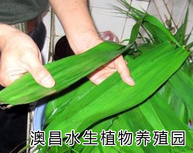 安新蘆葦種植|河北蘆葦種植技術|蘆葦種植銷售