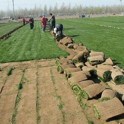草坪生產基地供應天堂草坪