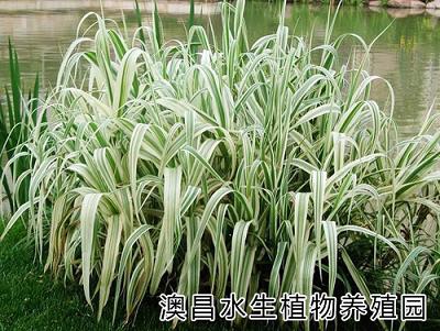 大量供應(yīng)種植蘆葦|各種品種種植蘆葦|種植蘆葦價(jià)格