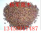 白皮松種子，白皮松種子價格，山西白皮松種子
