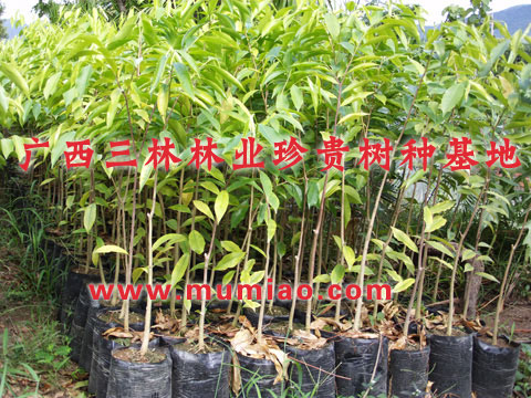 沉香價(jià)格，種植沉香，購(gòu)買沉香樹苗