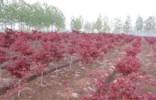 中國(guó)紅楓，日本紅楓，荷蘭紅楓，美國(guó)紅楓，歐洲紅楓,