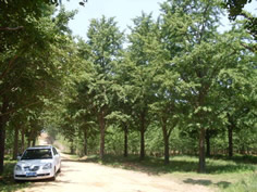 白果樹價(jià)格，邳州白果樹價(jià)格，重慶白果樹基地