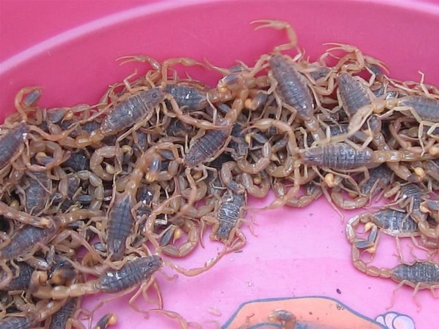 正大 蝎子養殖資料 人工養殖培育蝎子